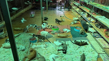 ミャンマーの大震災で被災した猫や犬たちに食事や医療を提供したい のトップ画像