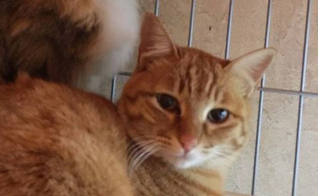 一匹の野良猫さんの不妊手術費用になります