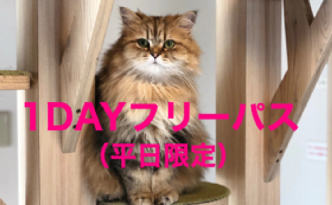②1DAYフリーパス（平日限定ドリンクバー付き）