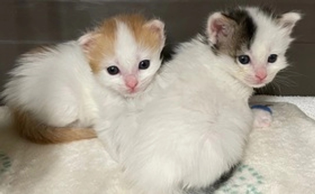 5千円《応援コース》感謝のメール