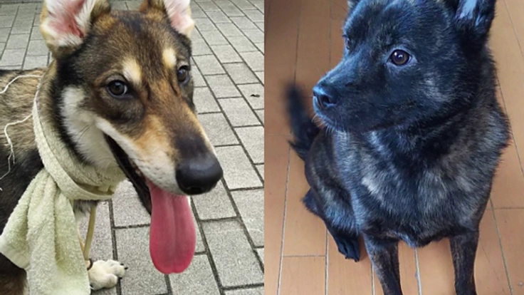 お年寄りや障がい者の方に癒しを与える子犬を購入します！