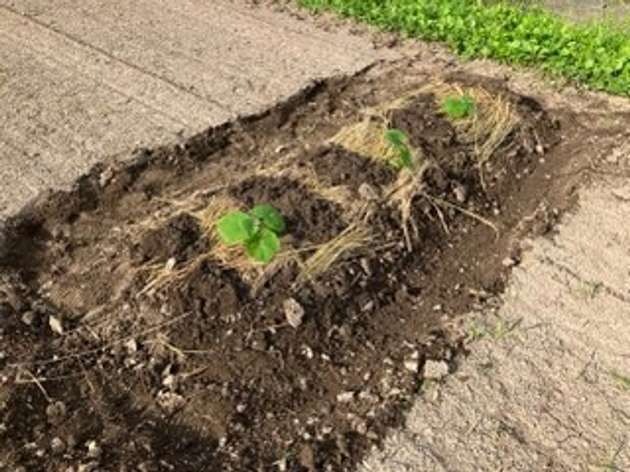 LuAna♬こはるる♪楽農ファーム便り✉️