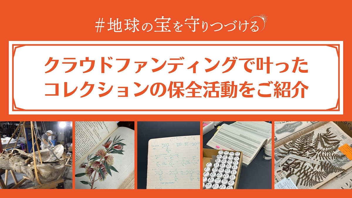【大切なお知らせ】クラウドファンディングで叶ったコレクション保全の活動をご紹介します