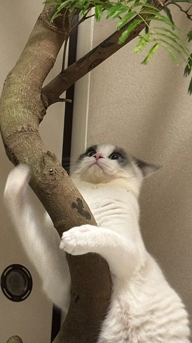 二回目代理支援を決済させていただきます。