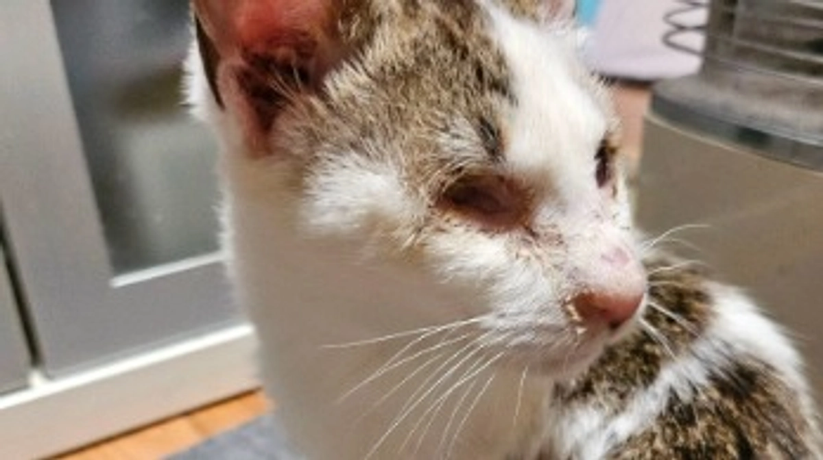 目が見えない猫ちゃん、我が家の仲間入り