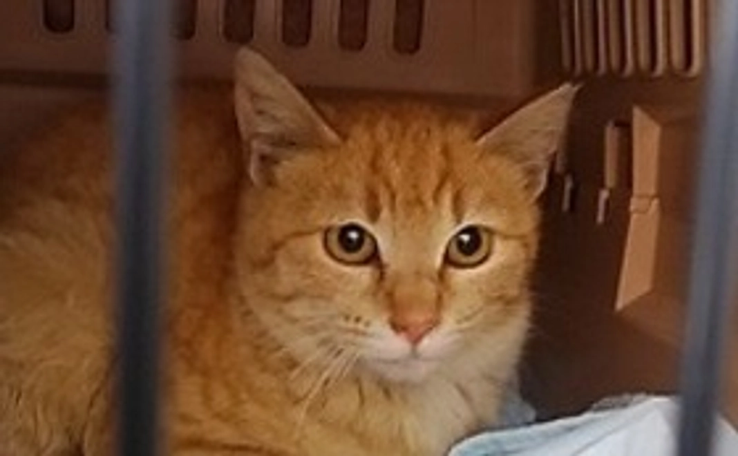 毎月応援コース 3,000円