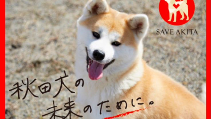 秋田に、飼育放棄された秋田犬の"命をつなぐ拠点"をつくりたい！