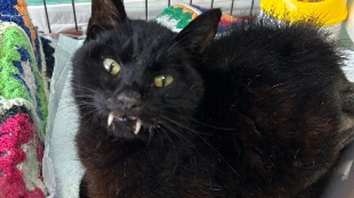 【ご報告】ヨーネルくん