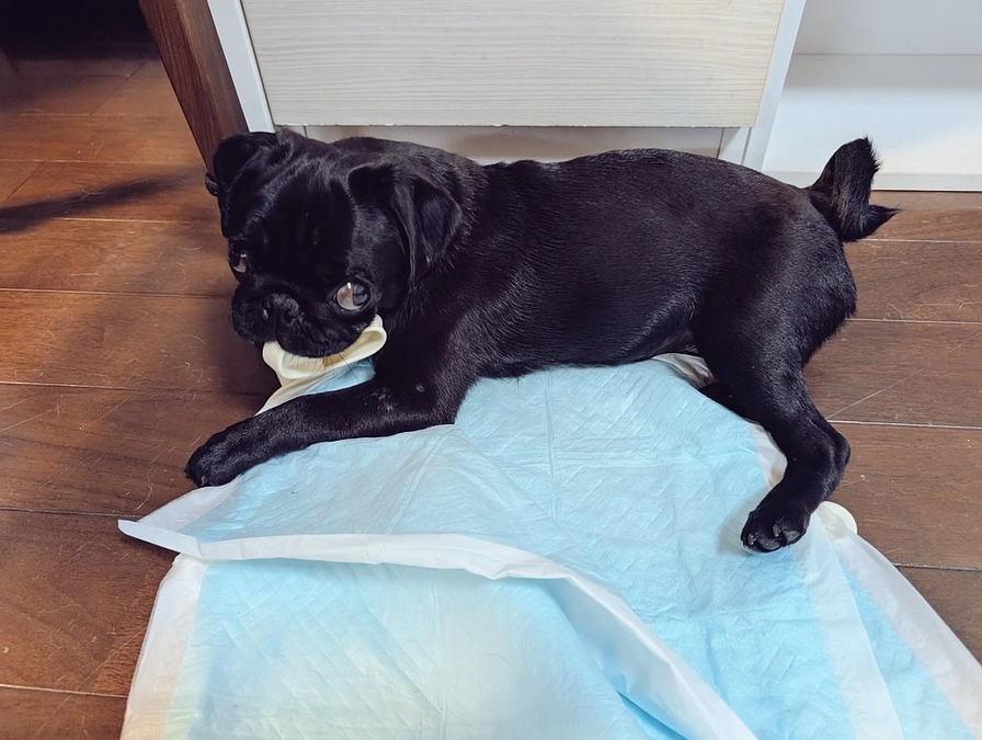 達成率、9日経過で20％✨🐶