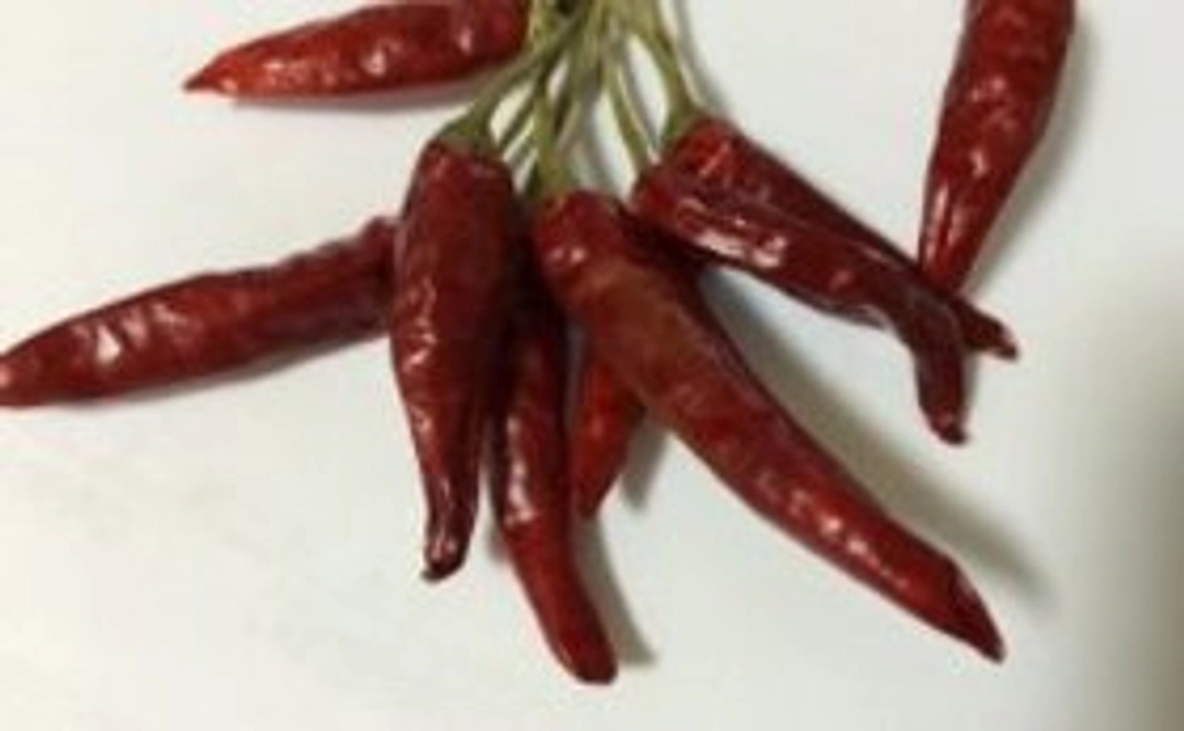 お礼状と大阪産とうがらし