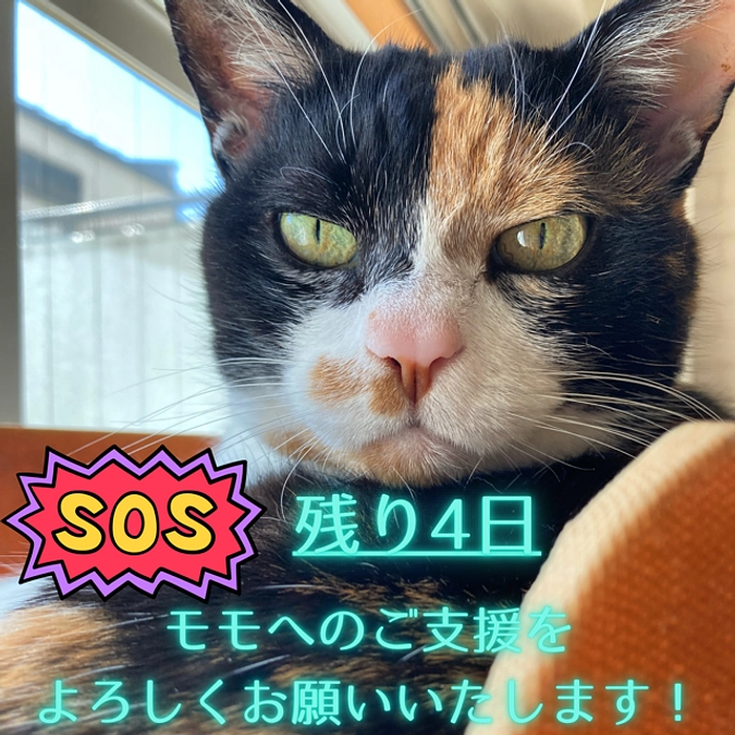 ■活動報告_26：【プロジェクト終了まで残り4日】どうか「ご支援」のご協力をお願いいたします！