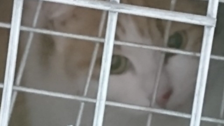 飼い主のいない猫30頭の不妊手術を実行します