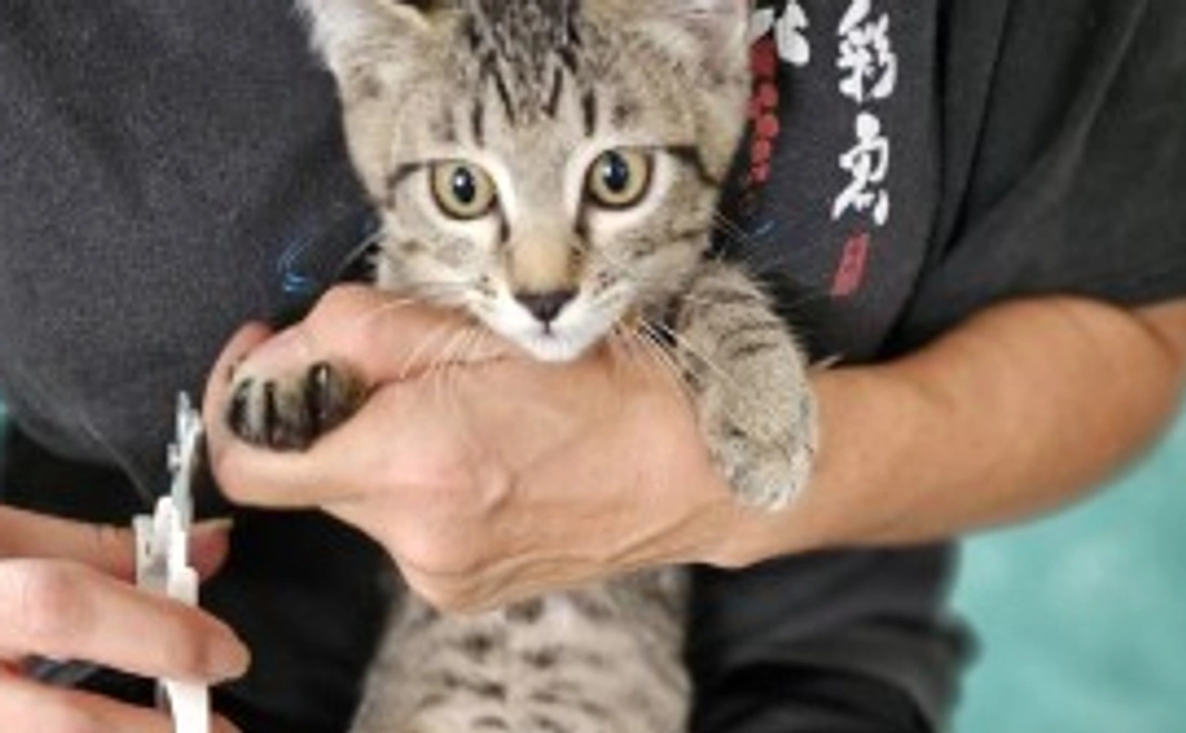 毎月1,000円コース