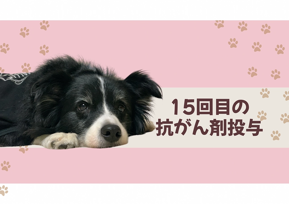 抗がん剤治療再開 15回目