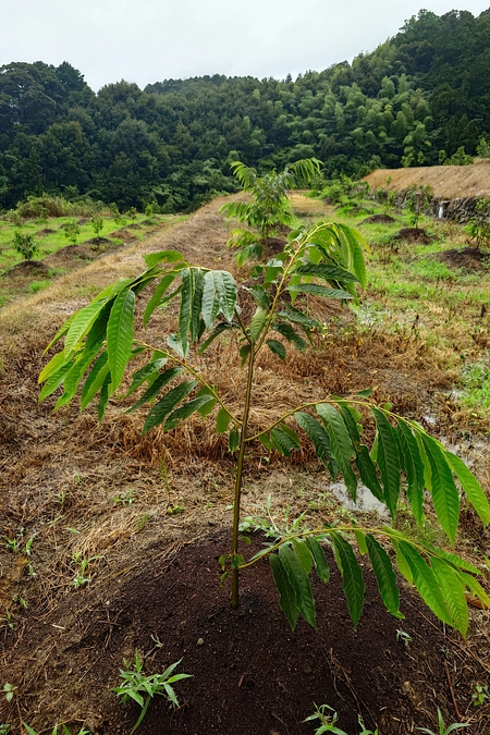 締め切りまで残り19日