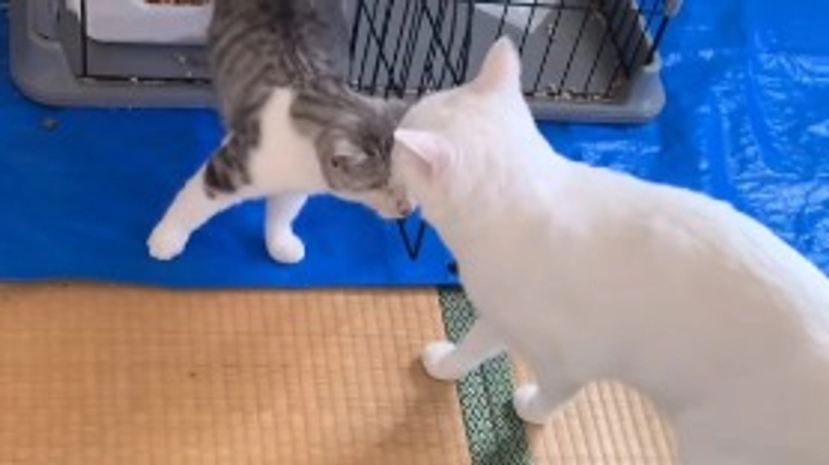 10/31　猫ちゃん達の様子🐱