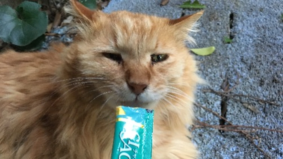 暑中お見舞い申し上げます。避難所2023/04/15～04/30より　