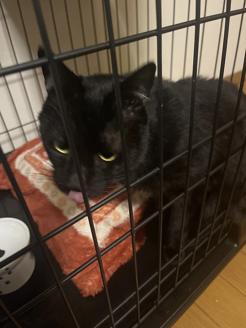 代理支援始めました。