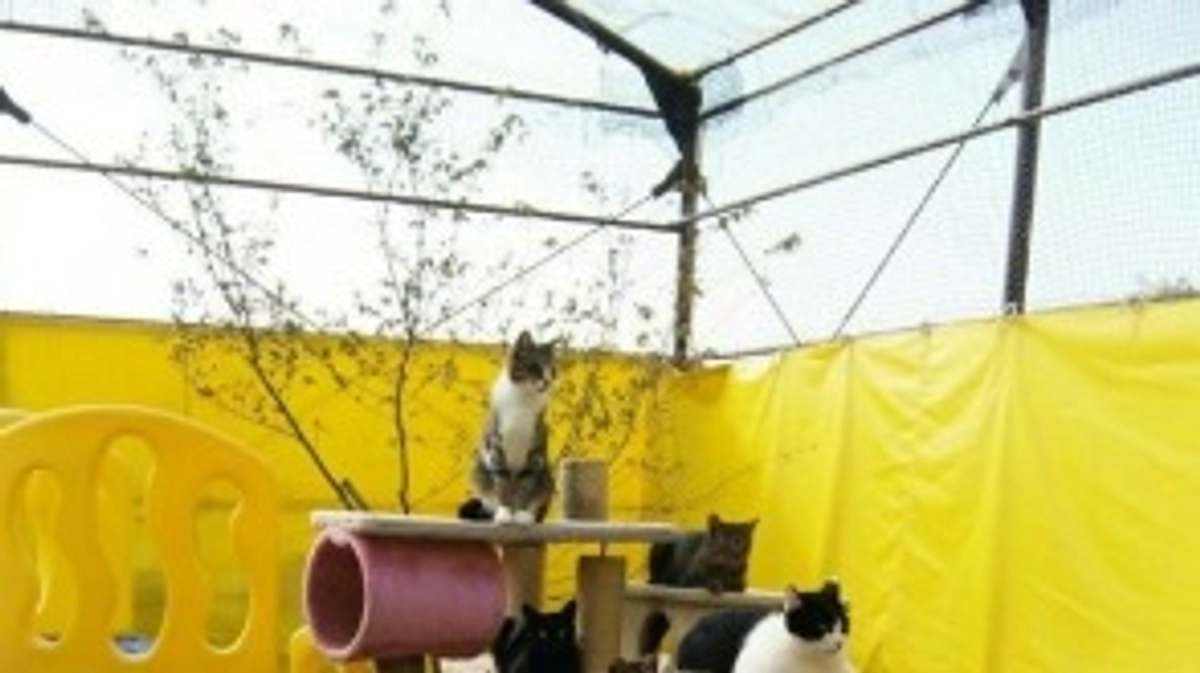 【500万円突破に感謝！】夢のシェルター建設に向けて！プロジェクト立ち上げの経緯〜老朽化編〜