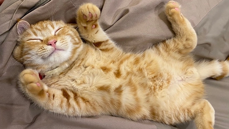 難病により余命２週間の宣告を受けた【むぎ】を救いたいです。