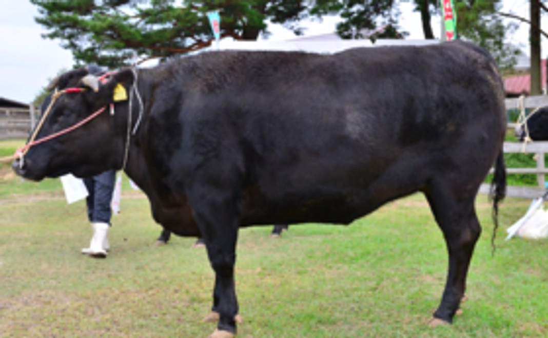 近江牛を手軽に味わう！近江牛カレー