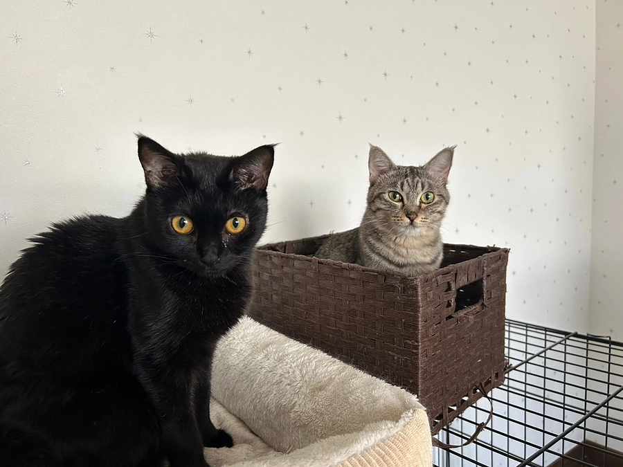 またまたお久しぶりです。