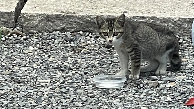 初めての保護猫活動。私に小さな命を守らせてください。