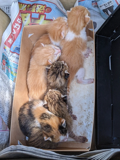 靴箱にぎゅうぎゅうに詰め込まれ捨てられた6匹の乳飲み子のお話