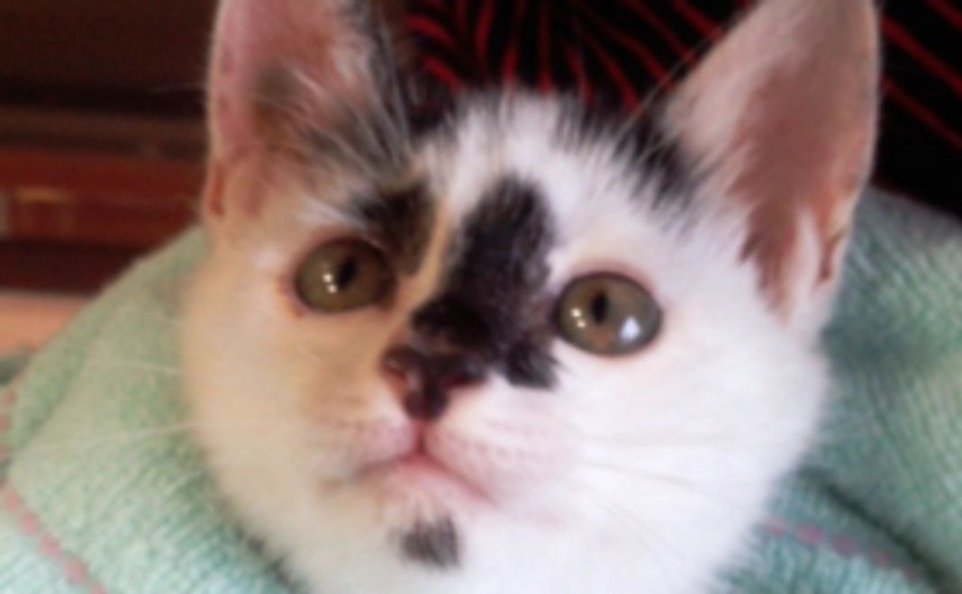 コウちゃんの写真つきサンクスレター