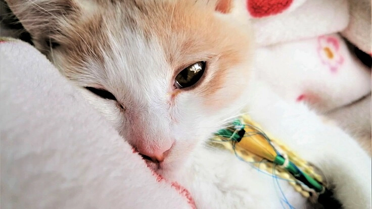 漏斗胸と呼吸器不全に苦しむ保護子猫を助けたい！