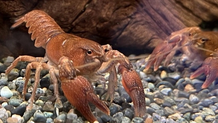 絶滅危惧種ニホンザリガニを身近に感じられる生き物に！
