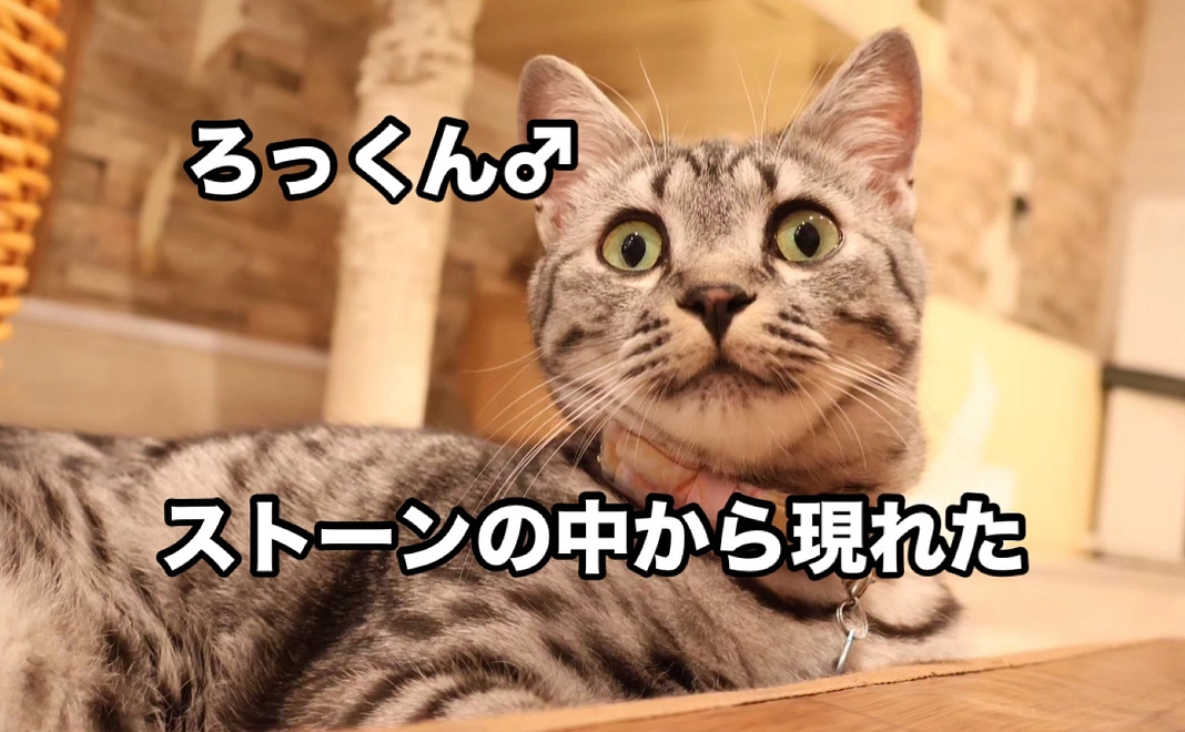 ろっくんコース