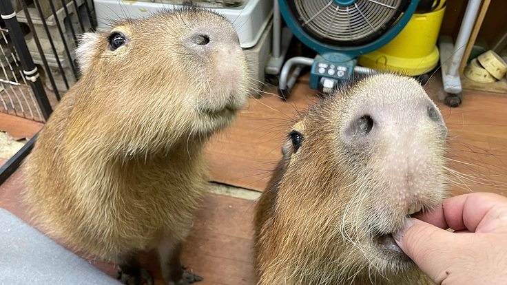 Capybara siblings カピバラ家族を迎えたい