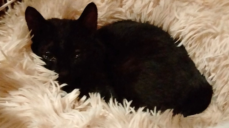 ＦＩＰ、白血病と戦っている野良猫の子猫を助けたい！