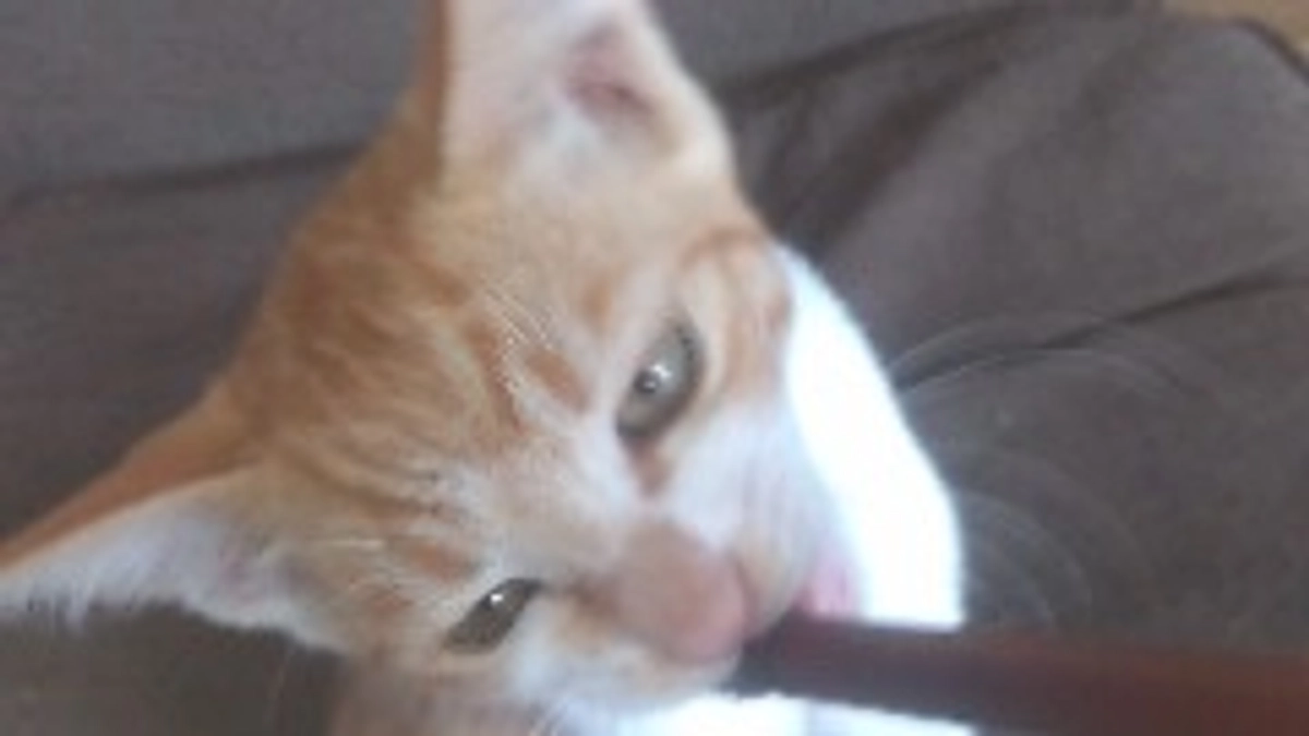 仔猫達お昼寝中😌