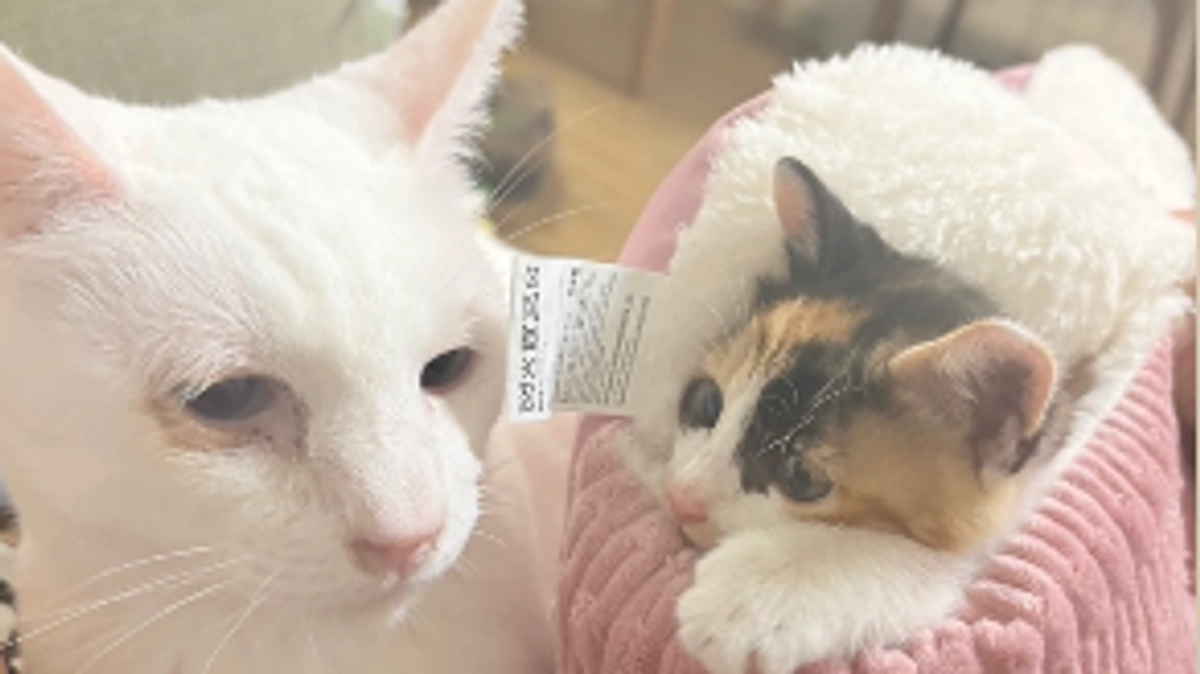 1年以下の懲役または100万円以下の罰金