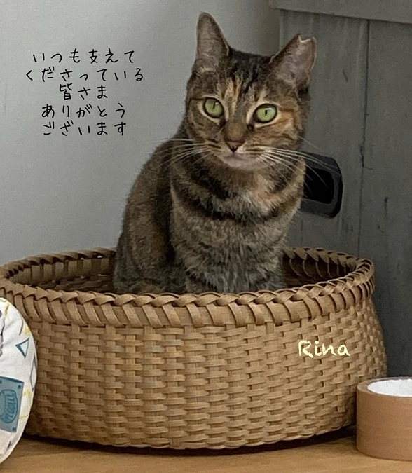 継続寄付6月分のご報告と7月の収支報告