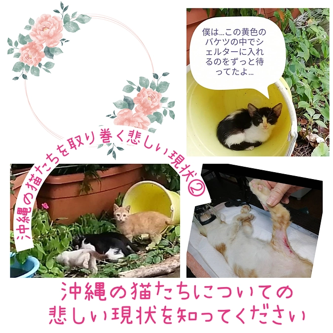 沖縄の猫たちを取り巻く現状②
