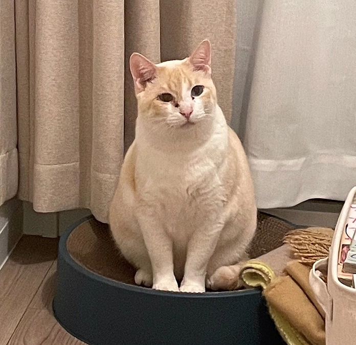 口蓋裂のモンタ君に幸せ切符が届きました！