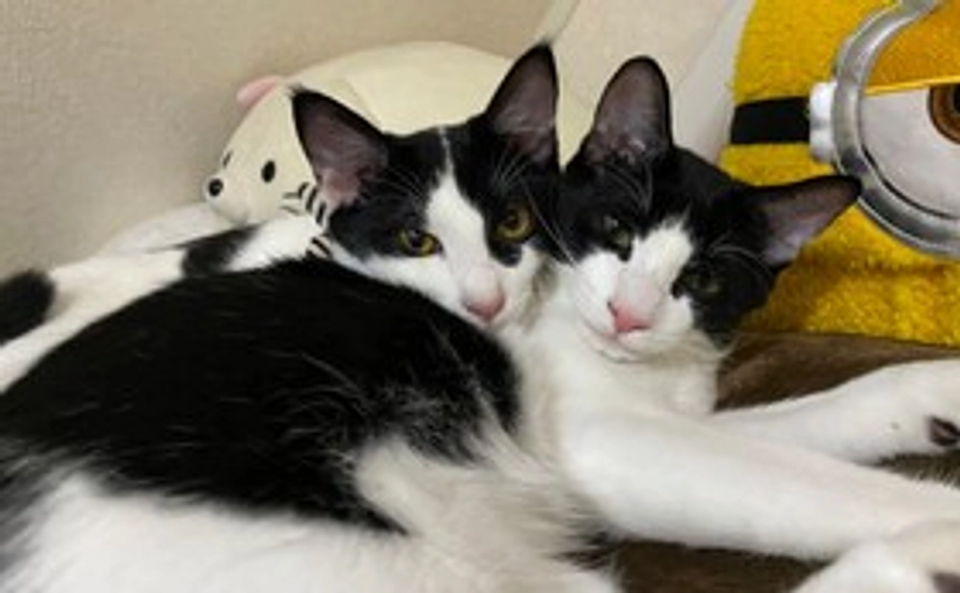 1000円：お礼のメール＋あんちゃん新聞(データ)