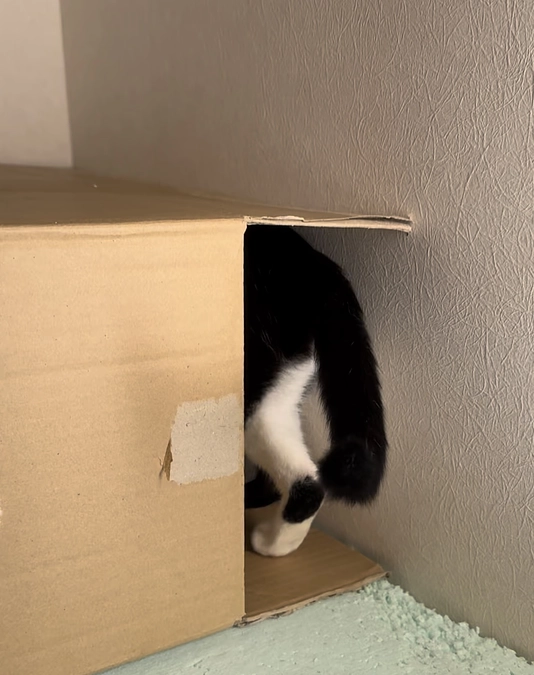 アテネが食べれるように！