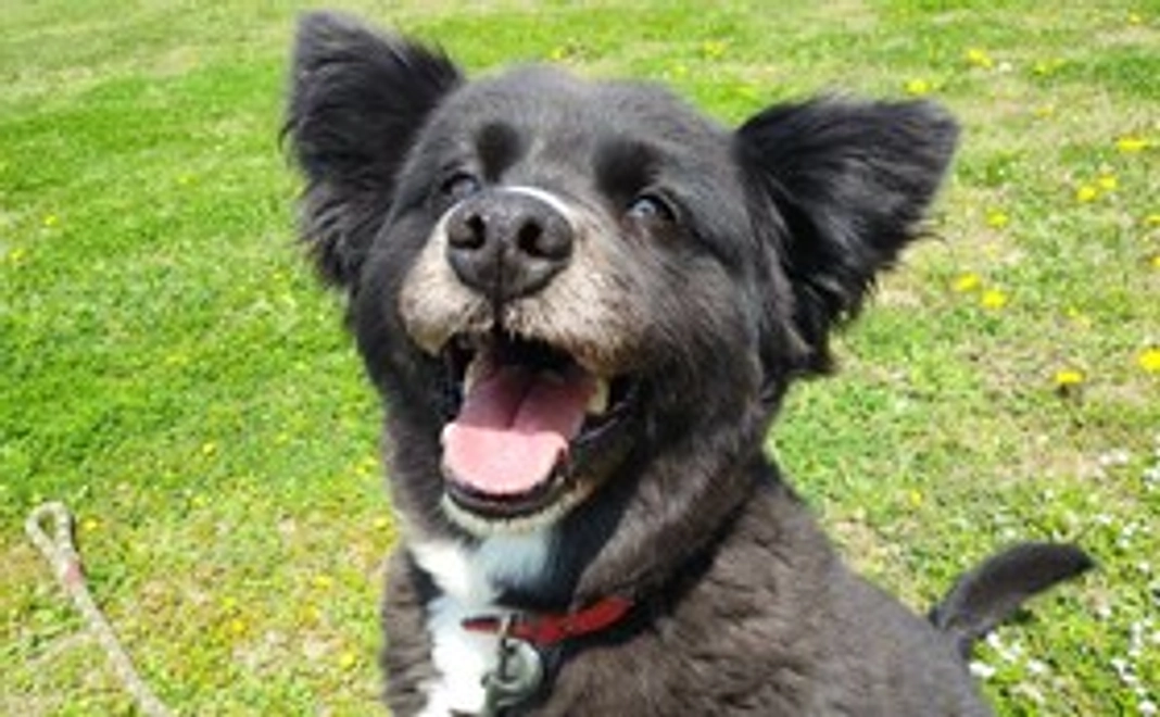 A パウズより感謝のメッセージ