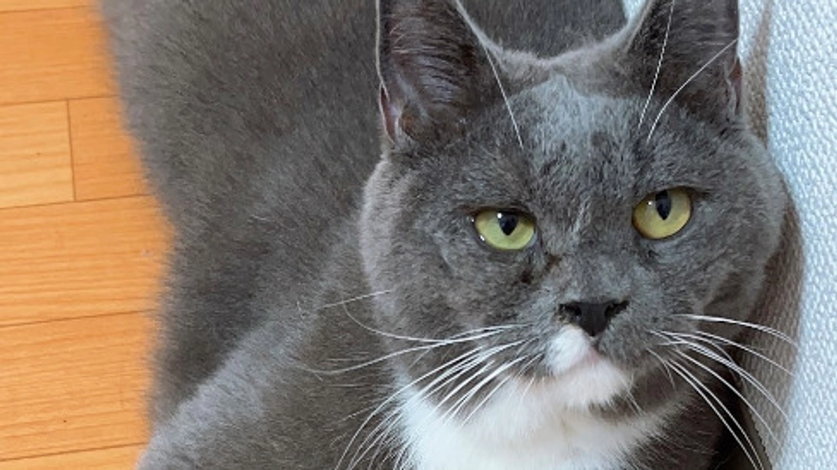 8月4日のプルート