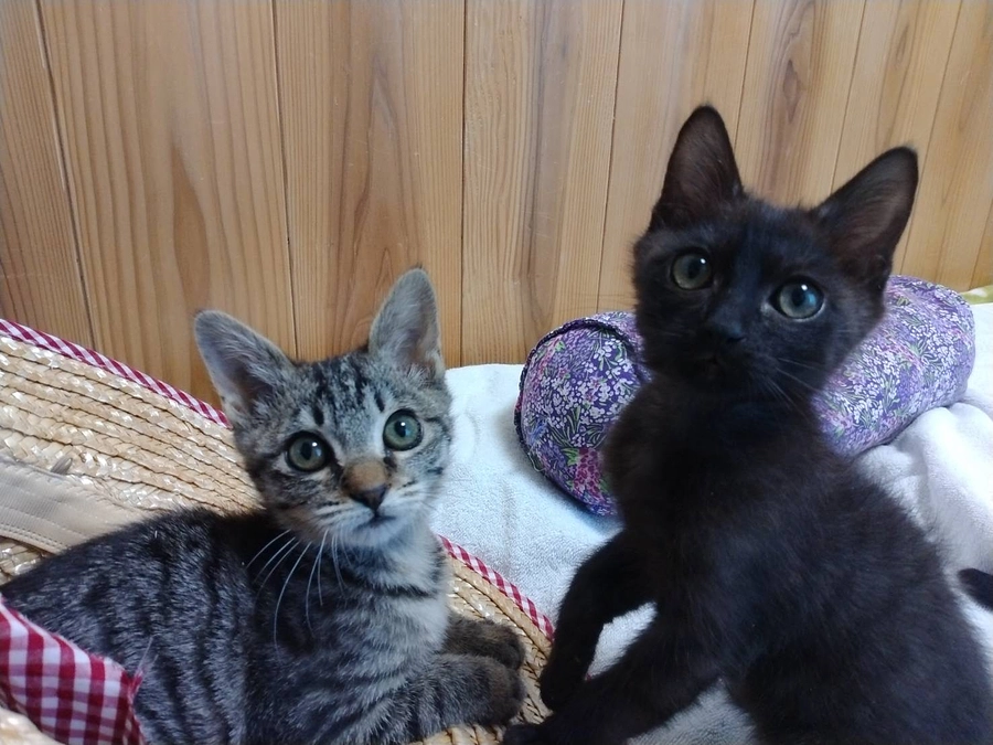 【活動報告】もみじちゃんとたけるくんの幸せ報告