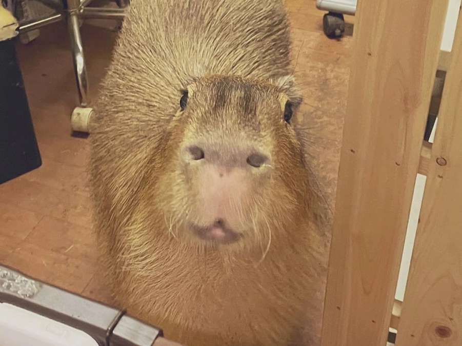 Miss Ringo has gone to heaven with the angel today