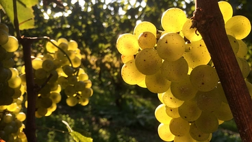 遊休農地を活用！シャルドネの産地・高山村で美味しいワインを造りたい のトップ画像