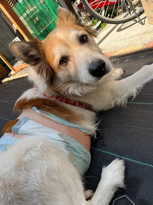 看板犬、老犬トットが腹水でパンパンに…