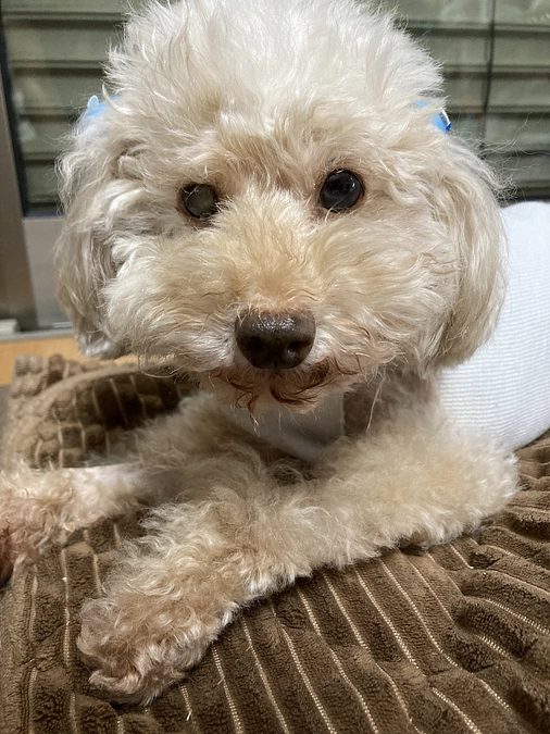 バンビの支払い完了です！