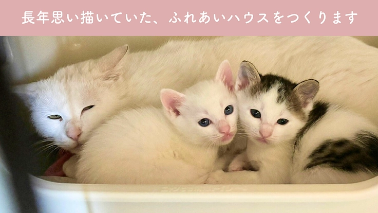 小さな命を、幸せな猫生へ繋ぐために。譲渡型ふれあいハウスの開設へ 6枚目
