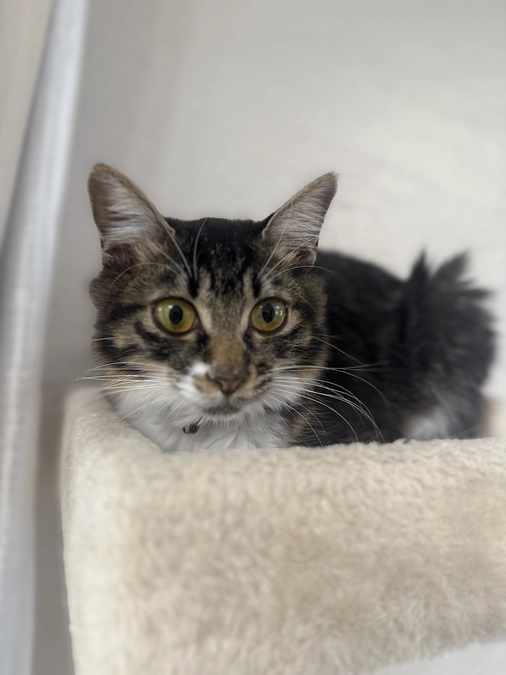 11月9日、投薬47日目💊クラウドファンディング残り15日…